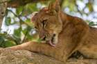 Africa, Uganda, Ishasha, Queen Elizabeth National Park. Lioness in tree, resting on branch. Art Print